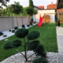 Najbolje biljke za dvorište